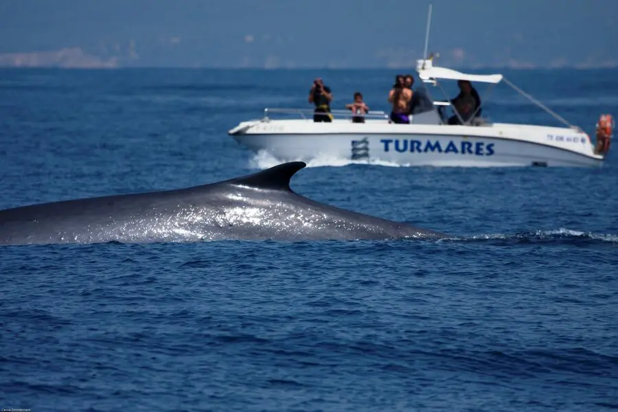 Avistamientos de ballenas en Tarifa, el mejor lugar de España
